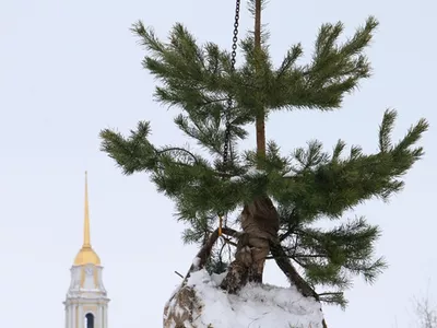 Озеленение Рыбинска продолжается